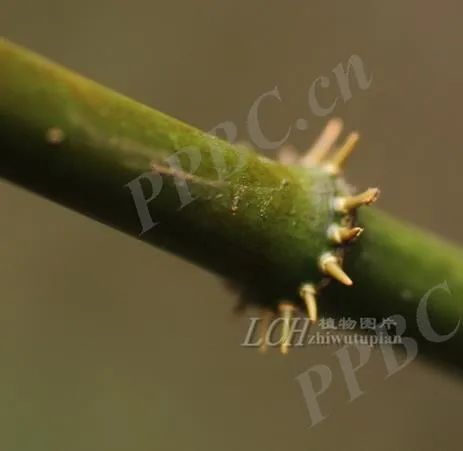 嘴尖皮厚腹中空？来看看这些有“内涵”的竹丨花花万PP电子 PP电子平台物(图1)